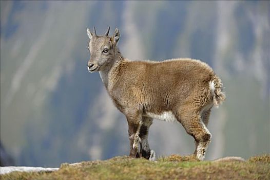 阿尔卑斯野山羊,北山羊,羱羊,伯恩高地,伯尔尼,高地,瑞士,欧洲
