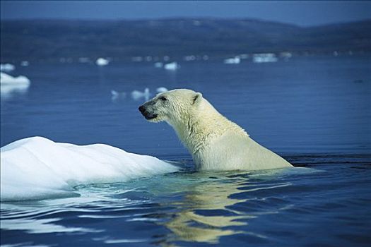 北极熊,攀登,室外,北极,水,冰,加拿大