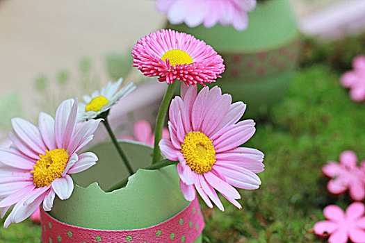 粉色,雏菊,雏菊属,淡绿,蛋壳,装饰,圆点花纹,带