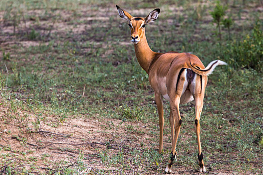 美女,黑斑羚,羚羊,塔兰吉雷国家公园,坦桑尼亚