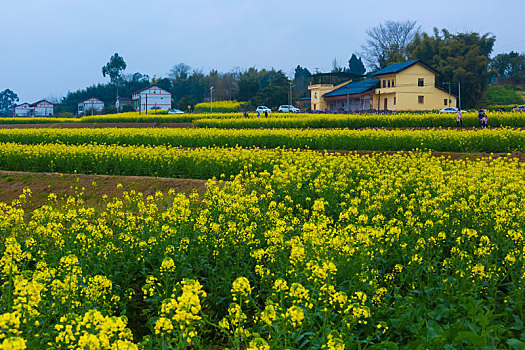 围子村油菜花