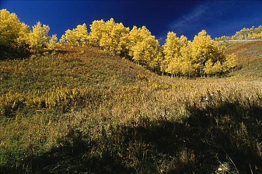 秋天,白杨,山谷,艾伯塔省,加拿大