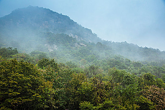 雾气弥漫的山峰和树林