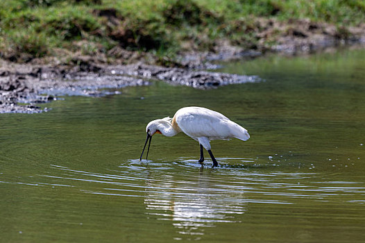 在沼泽地滩涂苇塘等处涉水觅食的白琵鹭鸟