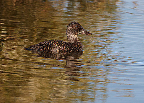 鸭子,雌性,湖,西澳大利亚州,澳大利亚