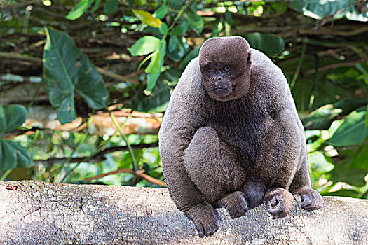 褐色,猴子,坐在树上,脆弱,物种,亚马逊,巴西,南美