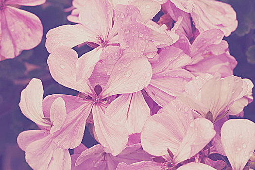 紫罗兰,花,花园,旧式,彩色