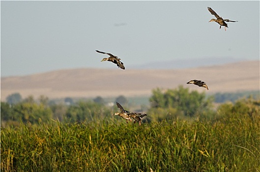 野鸭,降落,湿地