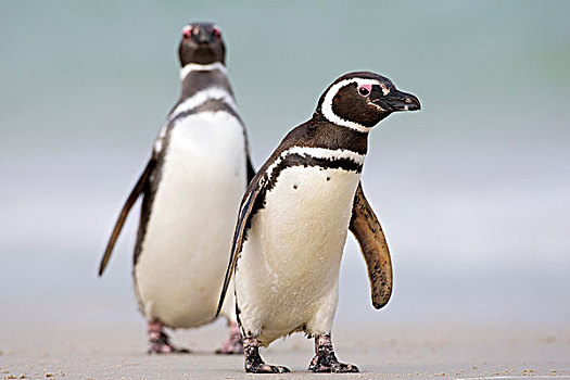 麦哲伦企鹅,小蓝企鹅,一对,海滩,福克兰群岛