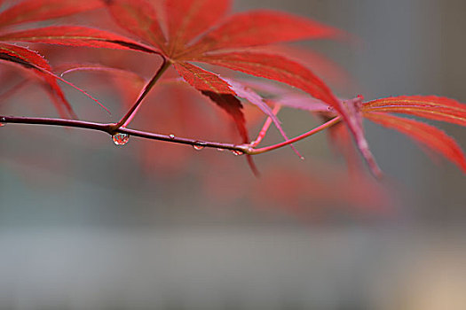 红叶水滴