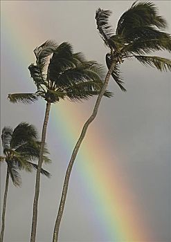 夏威夷,三个,棕榈树,弯曲,风,大,活力,彩虹,后面