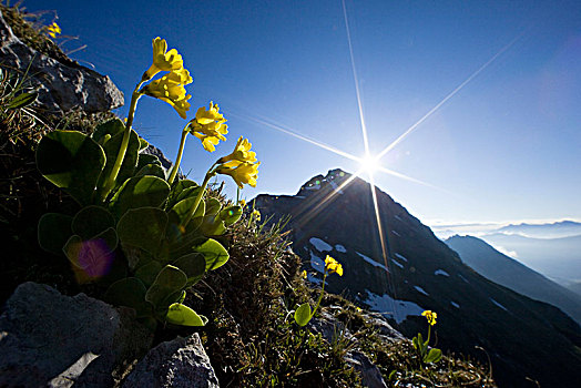 樱草属植物,报春花,顶峰,阿尔卑斯山,提洛尔,奥地利