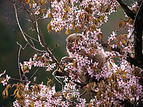 日本猕猴,雪猴,开花树木,日本