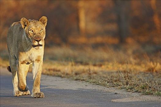 母狮,克鲁格国家公园,南非