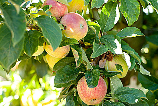 苹果,果园,靠近,不列颠哥伦比亚省,加拿大