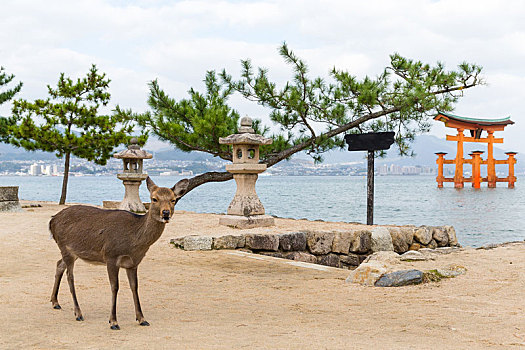 严岛神社,鹿