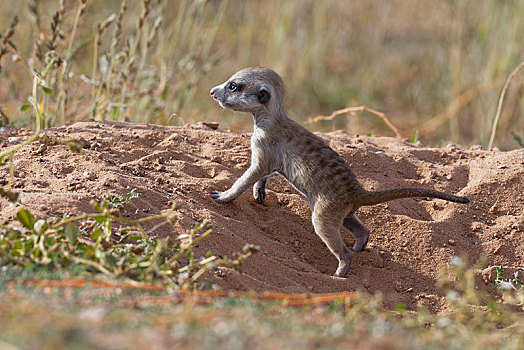 猫鼬,细尾獴属,幼兽,雄性,巢穴,向外看,警惕,卡拉哈迪大羚羊国家公园,北开普,南非,非洲