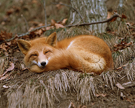 红狐,休息