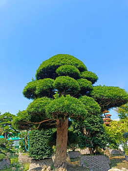 苗木基地,园林绿化