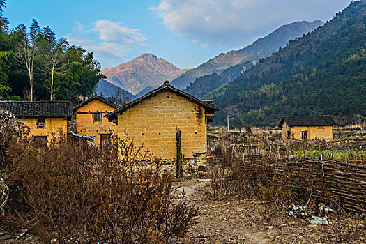 村庄,农村,房子,老屋,土墙,树,黄色,篱笆,小路,道路,稻草,山,蓝天,白云,石墙,鱼鳞云,牛,草,田地,农舍