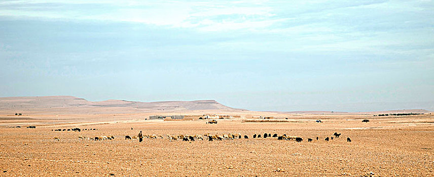 绵羊,农业,牧羊人,摩洛哥