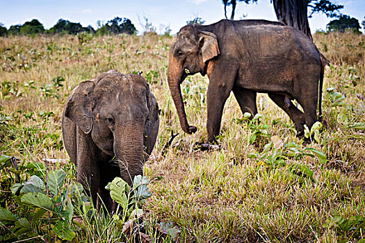 斯里兰卡,大象,国家公园