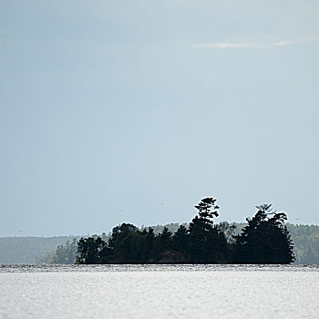 岛屿,树,湖,木头,安大略省,加拿大