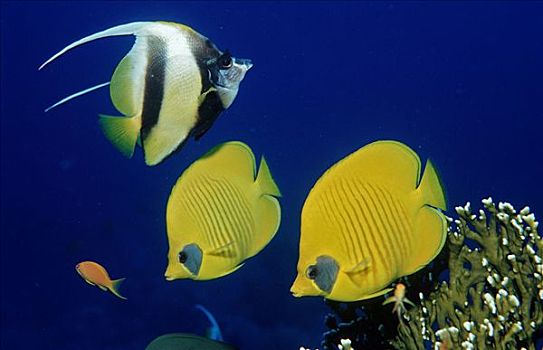 黄色蝴蝶鱼,黃色蝴蝶鱼,红海,埃及,非洲