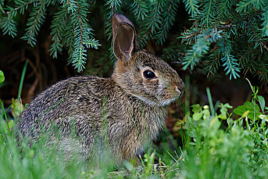棉尾兔,兔子,魁北克,加拿大