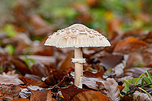 伞状蘑菇,可食蘑菇,弗里堡,瑞士,欧洲