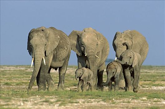 非洲象,家庭,群,安伯塞利国家公园,肯尼亚