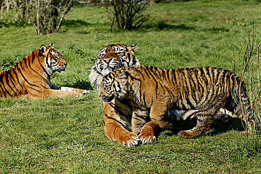 苏门答腊虎,雌性,幼兽
