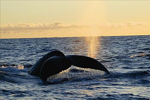 夏威夷,驼背鲸,大翅鲸属,鲸鱼,鲸尾叶突,日落,使用,向上