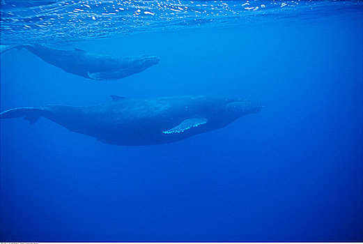 水下视角,驼背鲸,幼兽,靠近,墨西哥