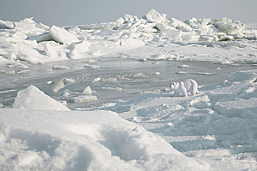 冰,北极熊