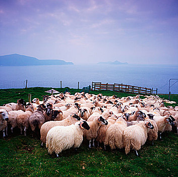 放牧,绵羊,岛屿,爱尔兰