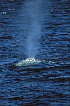 灰鲸,幼仔,呼吸,水面,远洋,太平洋