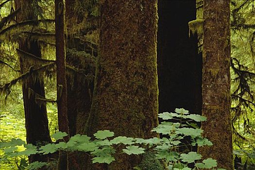 成熟林,树林,格里夸湾,不列颠哥伦比亚省,加拿大