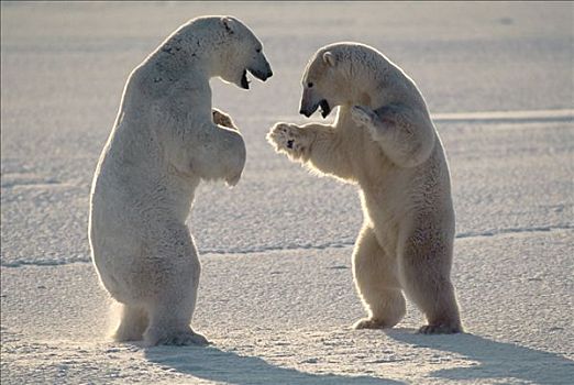 北极熊,一对,丘吉尔市,曼尼托巴,加拿大