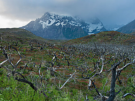 风景,枯木,山,背景,托雷德裴恩国家公园,巴塔哥尼亚,智利