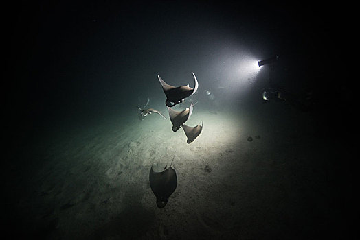 光线,浮游生物,夜晚