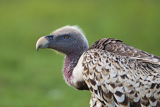 秃鹰,粗毛秃鹫,塞伦盖蒂,裂谷省,肯尼亚,非洲
