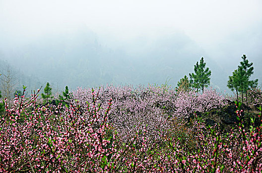 桃花景色