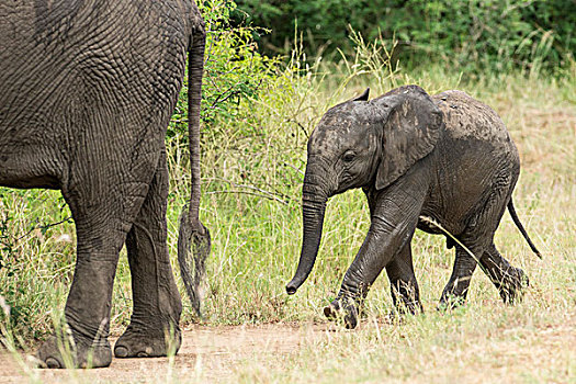 非洲象,幼兽,跟随,女性,伊丽莎白女王国家公园,乌干达,非洲