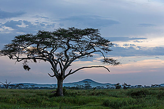 风景,大,刺槐,草,朴素,金合欢树,雾,山,背景,暗淡,蓝天,晚间,恩戈罗恩戈罗,保护区,坦桑尼亚