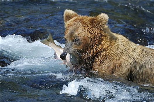 棕熊,熊,抓住,三文鱼,布鲁克斯河,溪流,卡特麦国家公园,阿拉斯加,美国