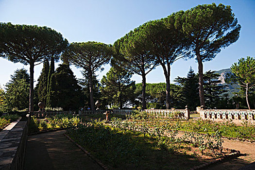 树,花园,阿马尔菲,坎帕尼亚区,意大利