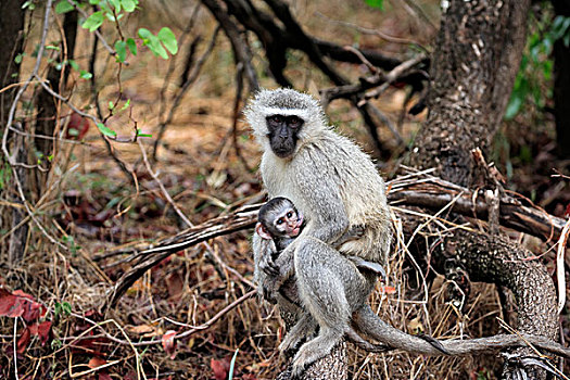 长尾黑颚猴,黑长尾猴,猴子,女性,成年,吸吮,年轻,克鲁格国家公园,南非,非洲
