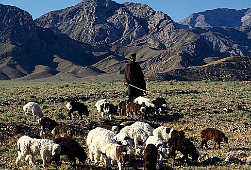 牧羊人,靠近,乡村,省,巴基斯坦,九月,2008年