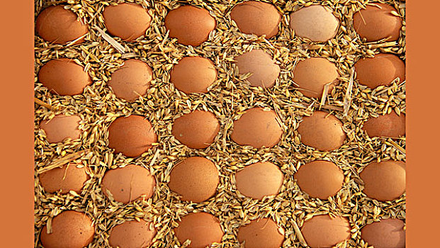 整齐的鸡蛋